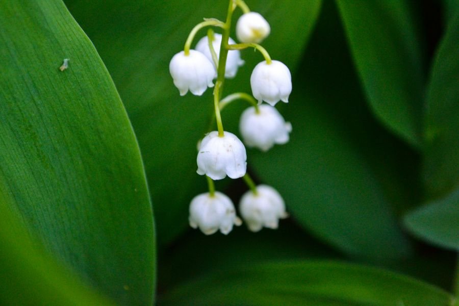 Botanical ingredient used in the TrimRx morning blend